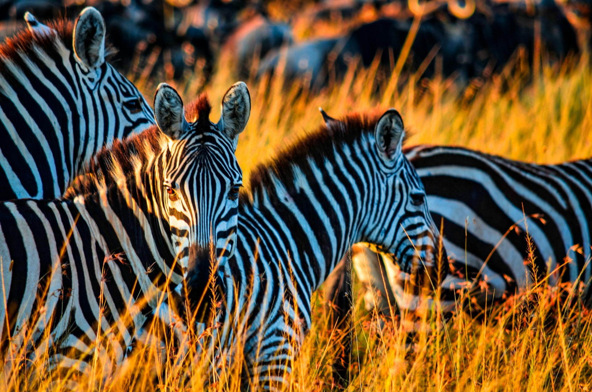 A Photographer’s Journey Through Amboseli National Park